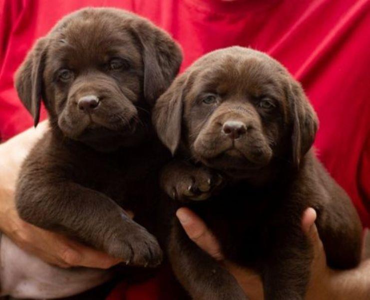 LABRADOR-RETRIVER-čokoladni-štenci-