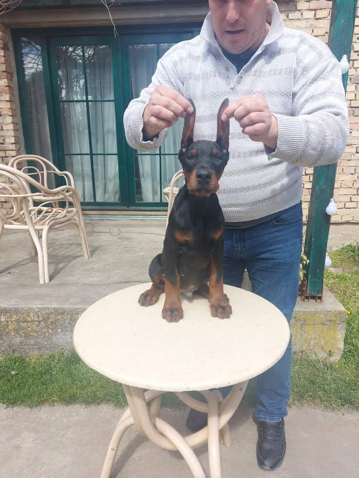 Doberman-štenci--