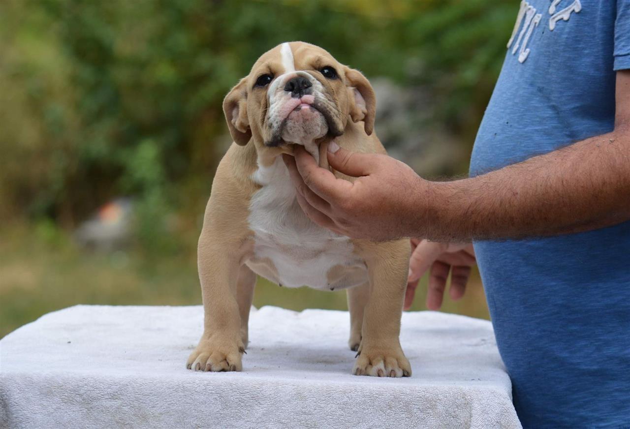 Engleski-buldog