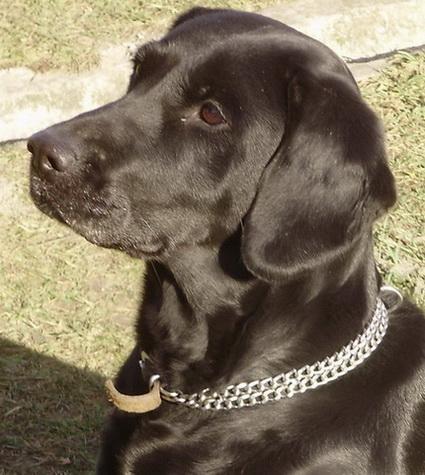 Labrador-retriver-štenad