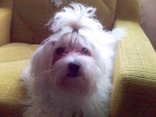 Maltezer