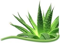Aloe vera shop