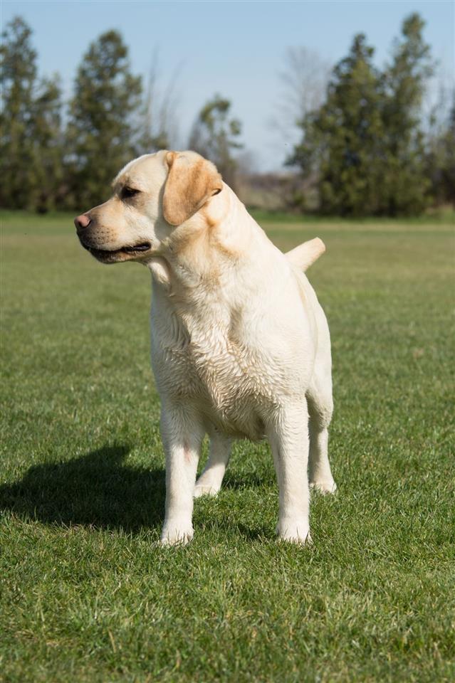 Labrador-retriver-štenci-