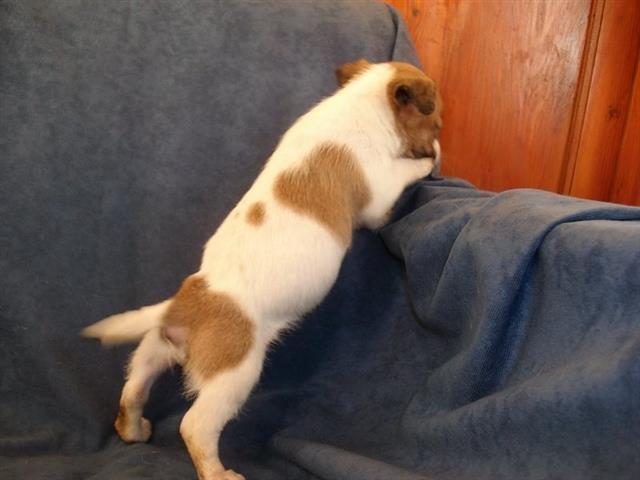 Jack-Russell-Terrier