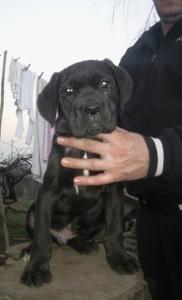 Cane Corso stenad
