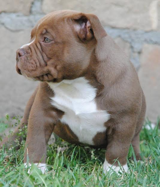 American-bully-pocket-micro