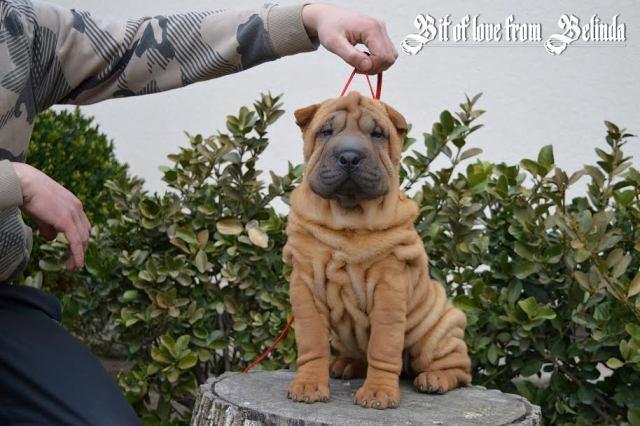 Šar-pej----Shar-Pei--
