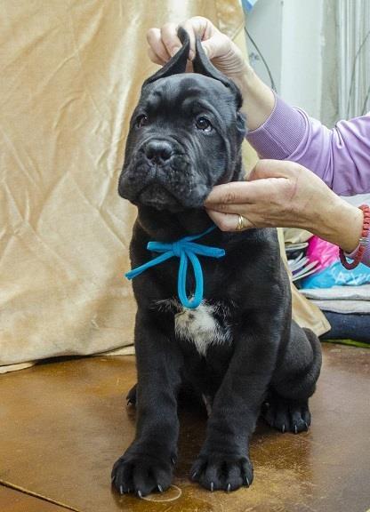 Cane-corso-štenci
