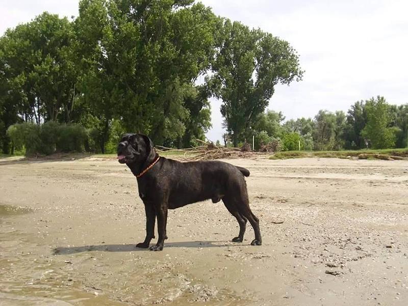 Cane-Corso-štenad
