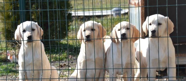 Labrador-retriver-