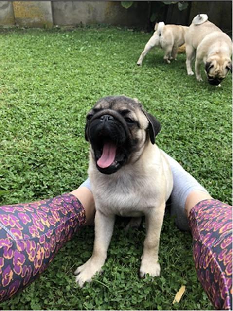 Mops