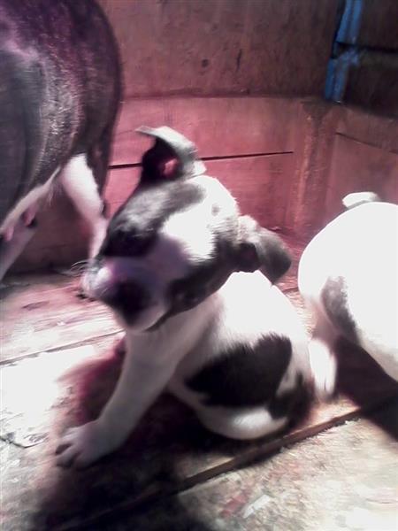Boston-terrier--stenad