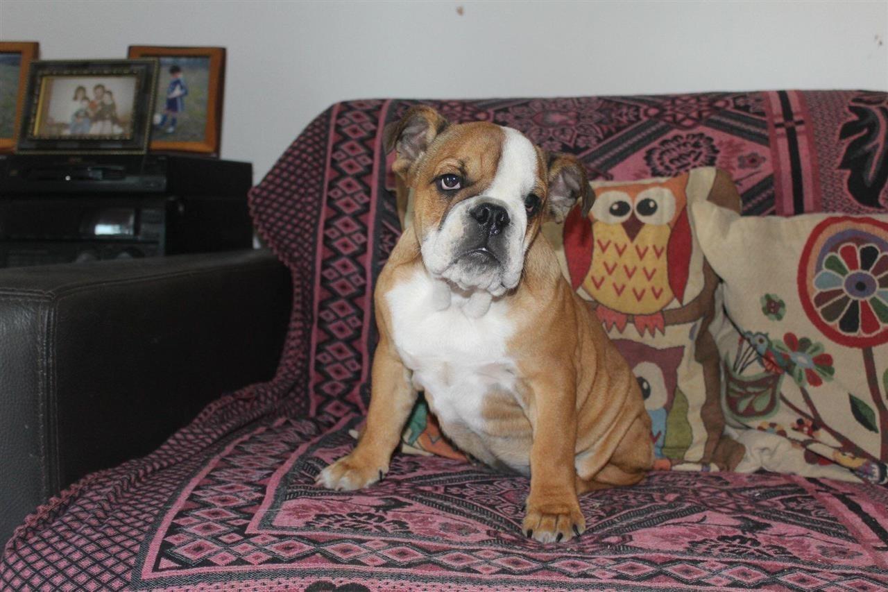 Engleski-buldog-žensko-štene