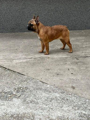 Francuski-Buldog