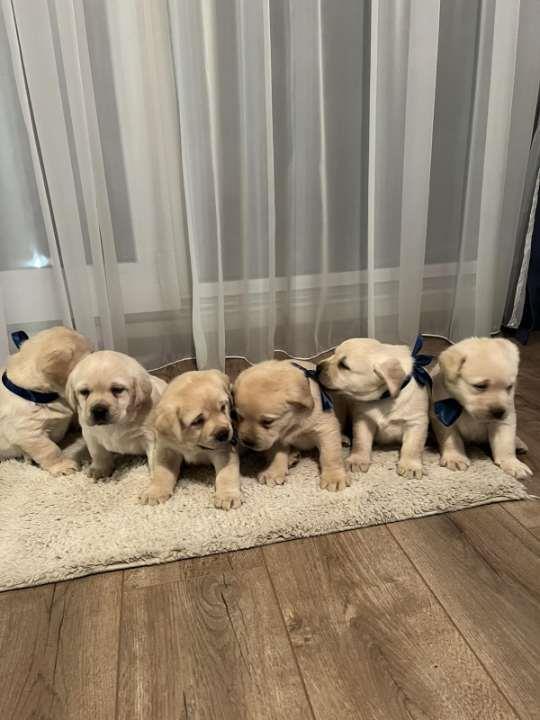 Labrador-retriver--prelepi-štenci-