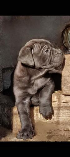 Cane Corso