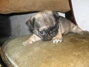 Mops-štenci