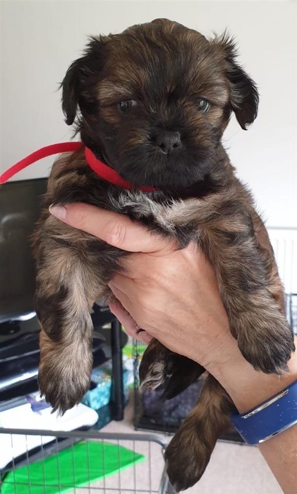Štenci-Shihtzu-spremni