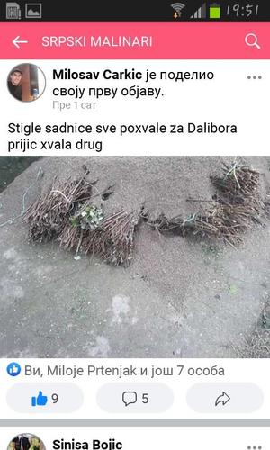 SADNICE MALINE