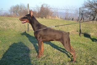 DOBERMAN