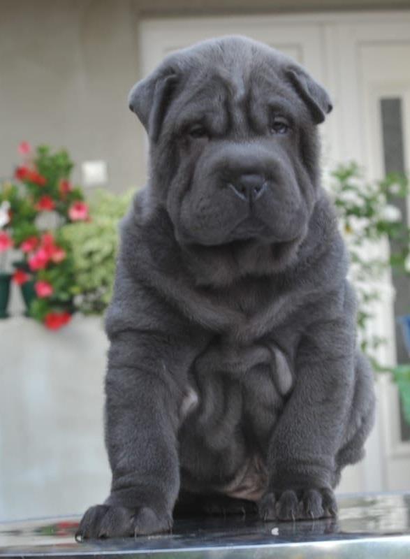 Shar-pei---šar-pej-štenci