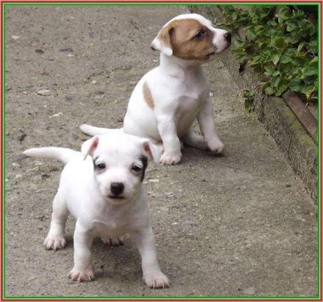 Jack-Russell-terrier-štenci--