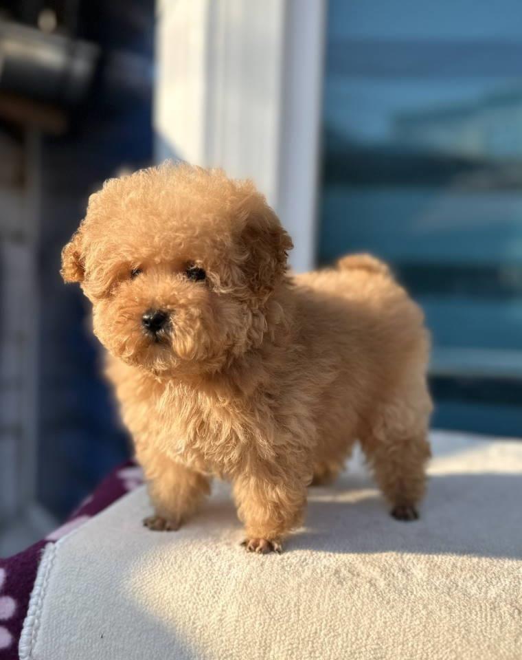 Toy-PUDLA