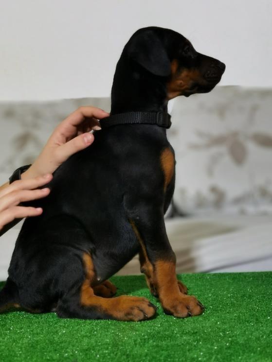 Doberman-štenad-vrhunske-krvi