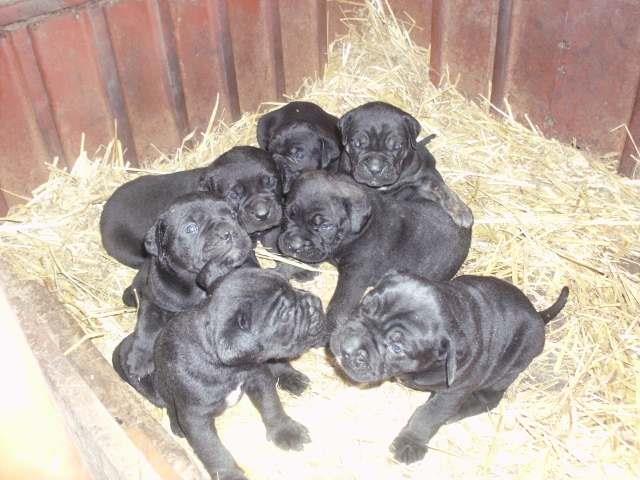 Cane-Corso---stenci-vrhunske-genetike