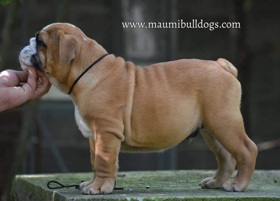 Engleski-buldog
