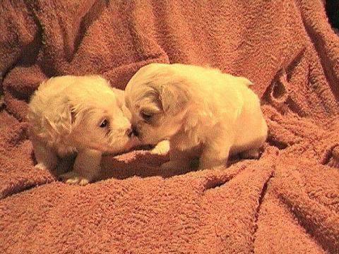 Maltezer