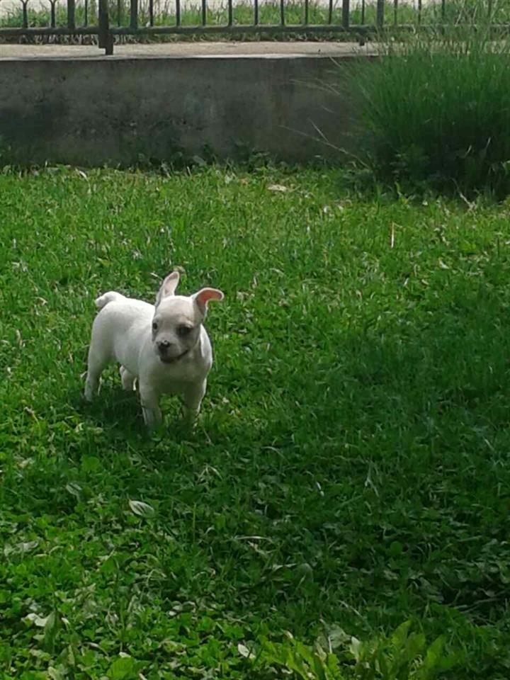 Francuski-buldog-stenad