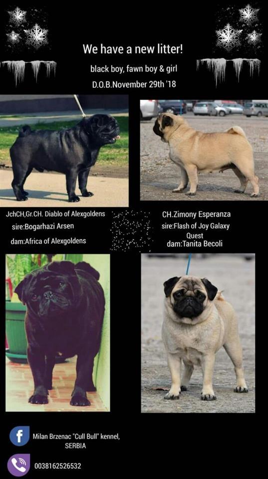 Mops-štenci