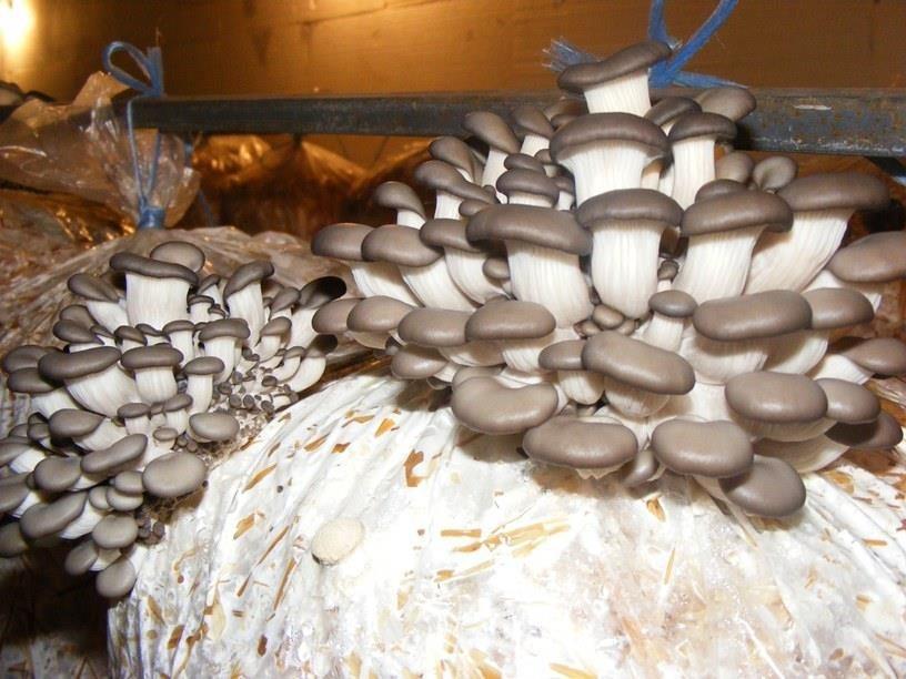 Micelijum-za-bukovače-i-šitake