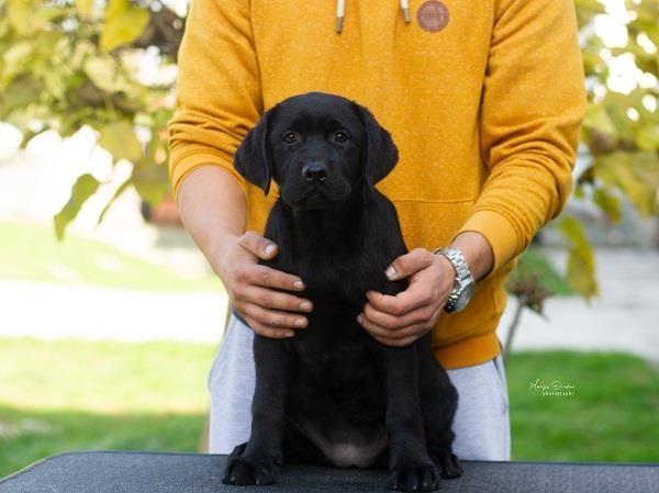 Labrador-Retriver-štenci