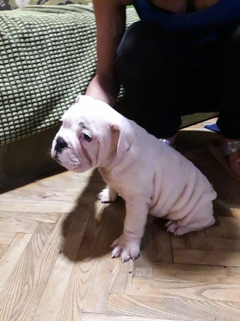 Engleski-buldog-