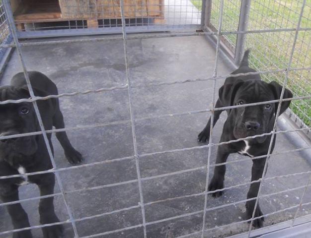 Cane-Corso---dva-muska-steneta