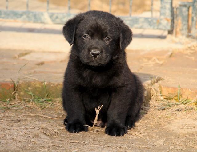 Labrador-stenci