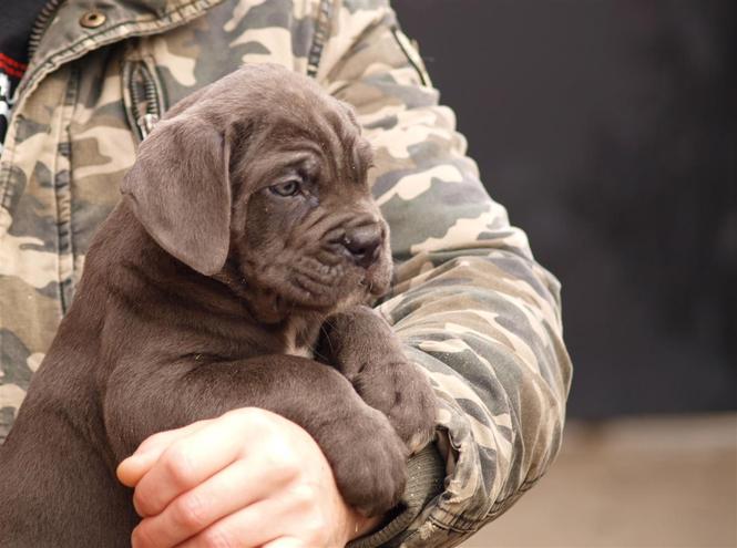 Cane Corso Stenci