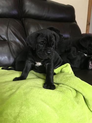 Roditelji pasa Cane Corso