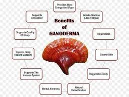 Ganoderma lucidum Reishi