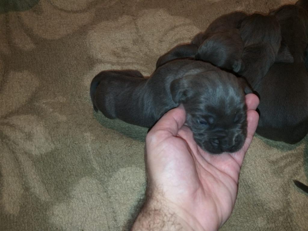 Cane-corso-stenci