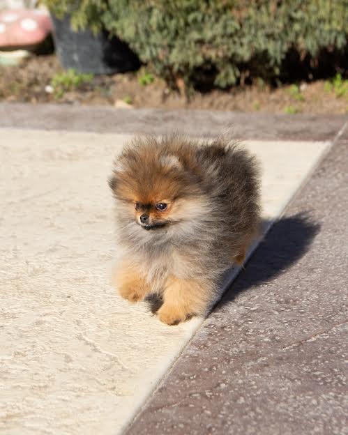 Pomeranac---2-mužjaka