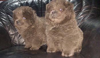 Chow Chow