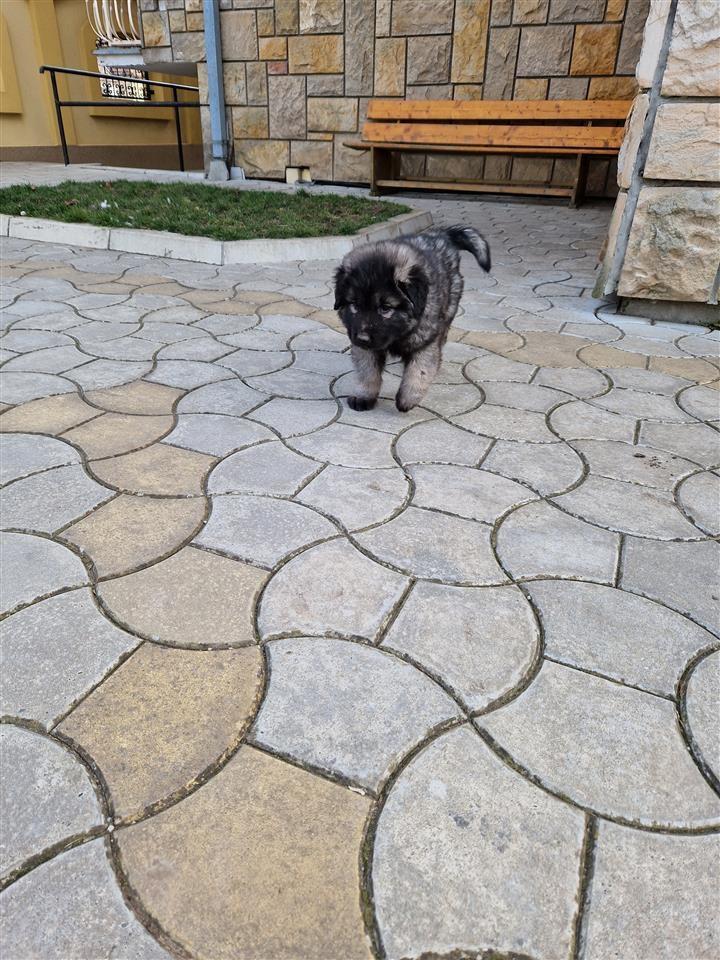 Sarplaninka-kuce