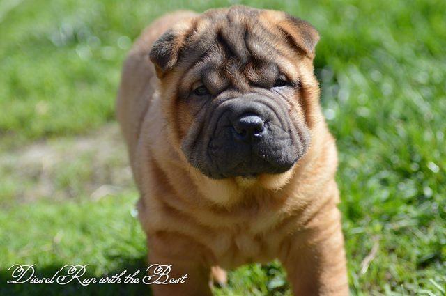 Shar-Pei-izvanredno-leglo-