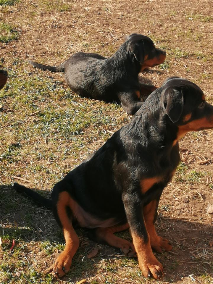 Rotvajler-