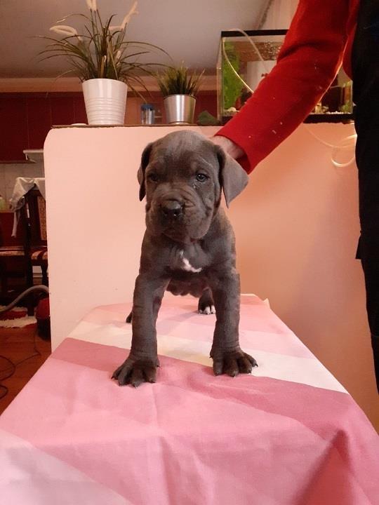 Cane-corso-štenci