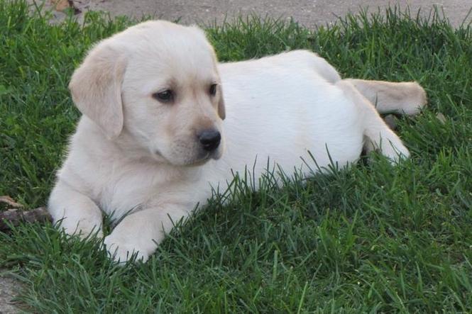labrador retriver stenad bele i crne boje