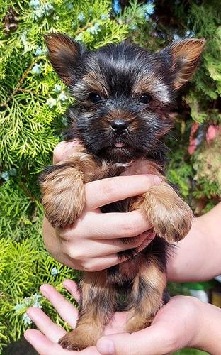 Mini jorki zenkica
